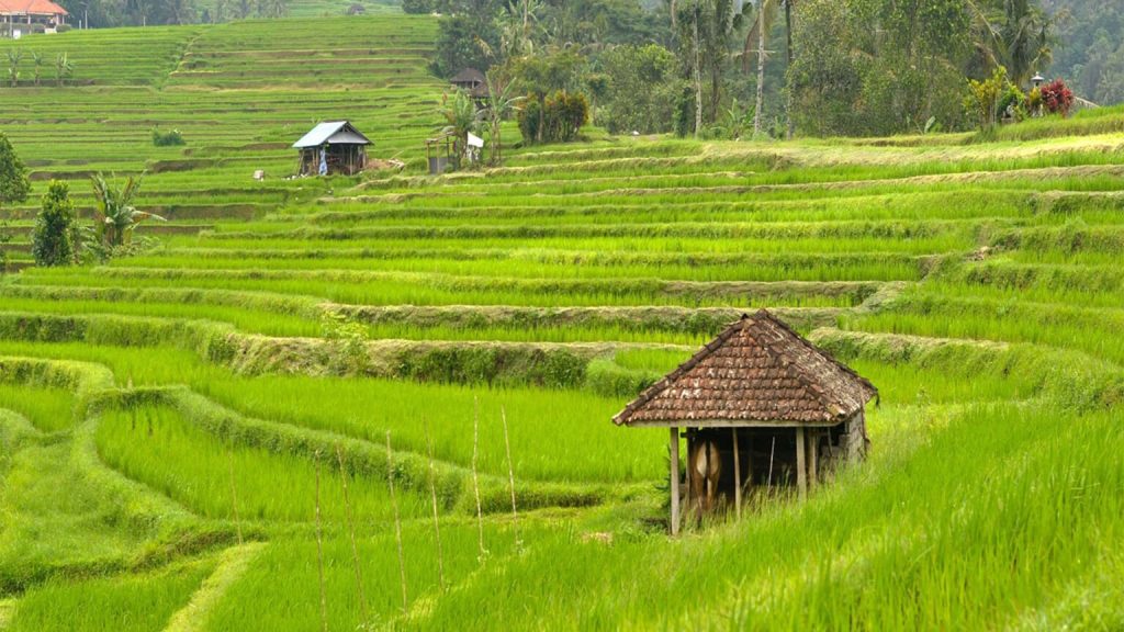 Ubud and Tanah Lot Tour - PT. Bali Agha Nusantara