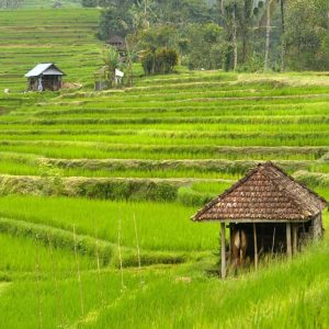 Ubud and Tanah Lot Tour - PT. Bali Agha Nusantara