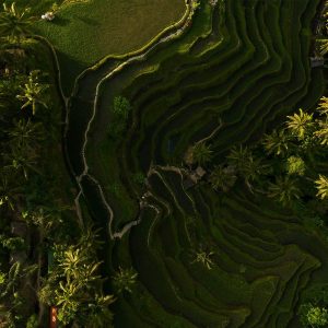 NORTH UBUD