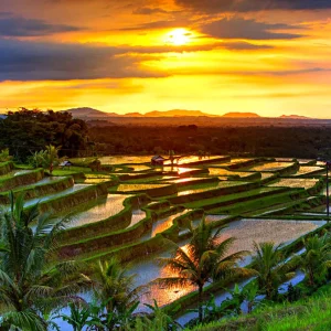 Bedugul - Jatiluwih - PT. Bali Agha Nusantara
